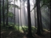 Hana Pospíšilová - Ráno v lese